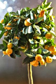 Citrus mitis, growing it in a pot