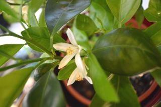 Watering an orange tree in a pot