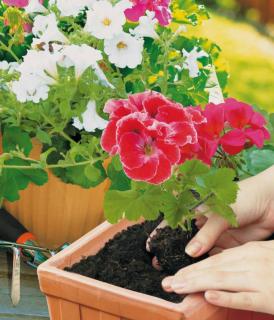 Potting soil used for geranium flowers