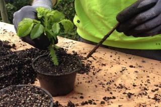 Preparing cuttings from a rose tree