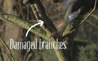 Apple and pear trees have damaged branches that must be removed.