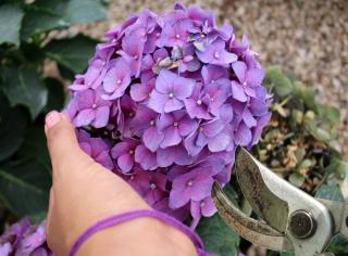 Pruning and trimming a hydrangea