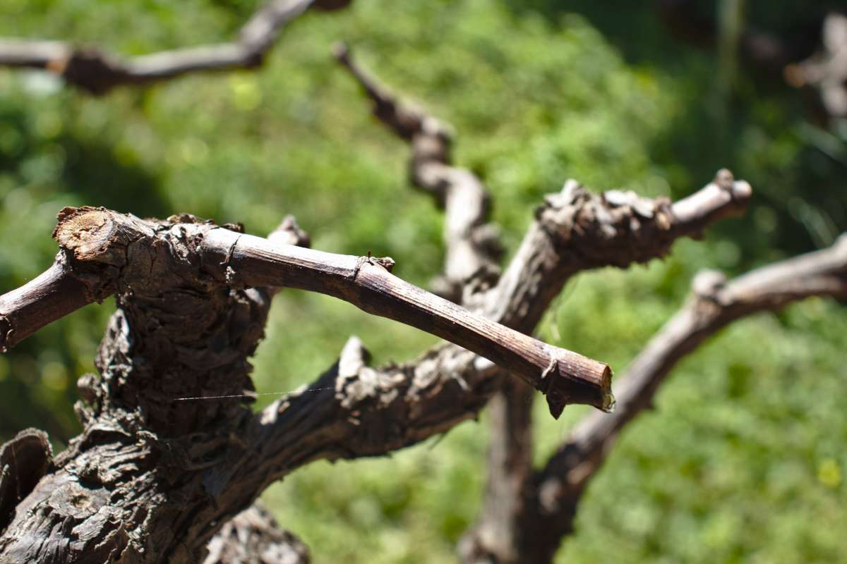 Pruned grapevine with a drop of sap oozing out
