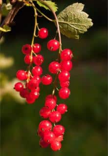 Long sprig of red currant with at least thirthy berries against dark green background.