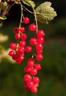 Red currant harvesting