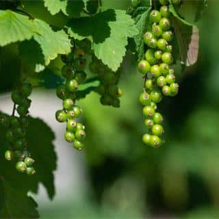 Unripe red currant fruit