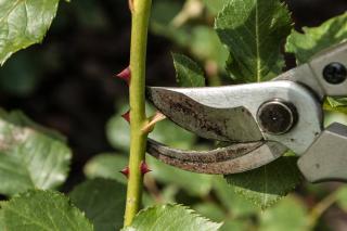 Secateurs are perfect for rose cuttings