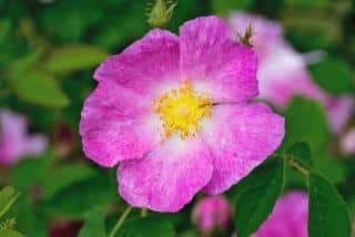 Single pink rose of the Rosa gallica variety