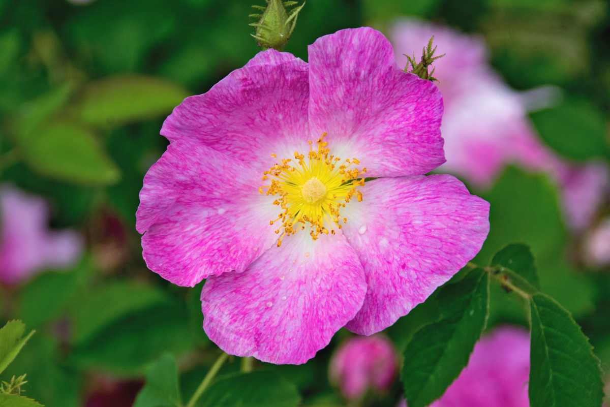 Single pink rose of the Rosa gallica variety