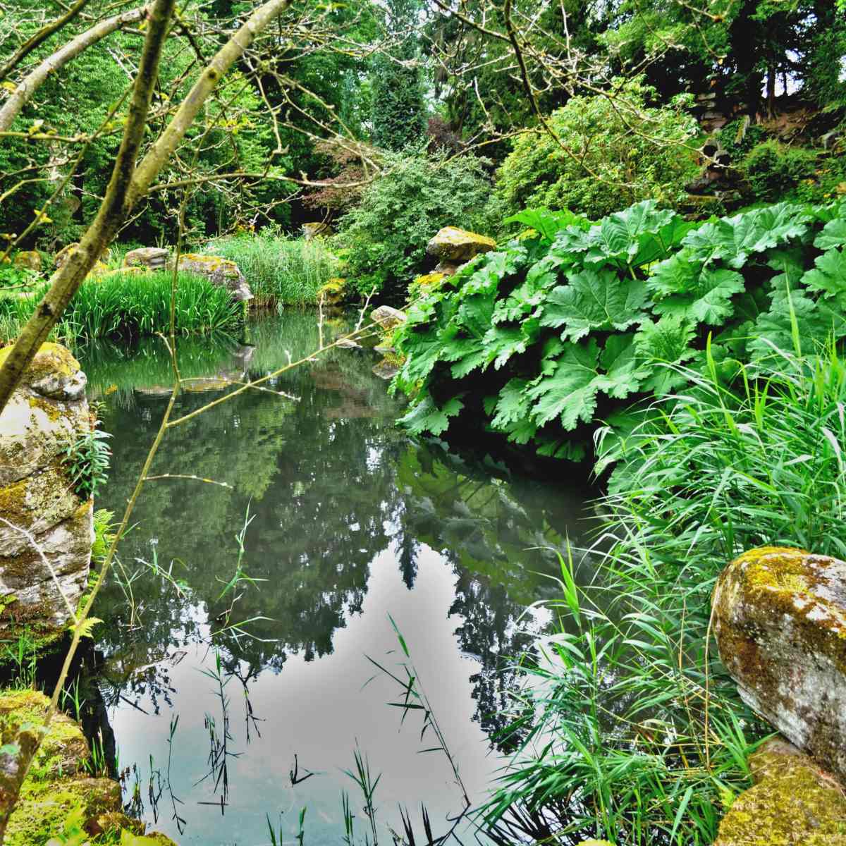 Pond with plants and rocks