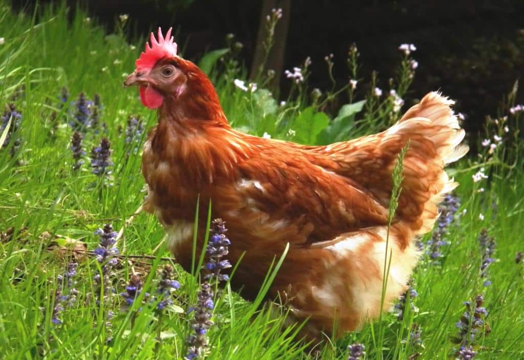 A brown chicken in a green pasture.