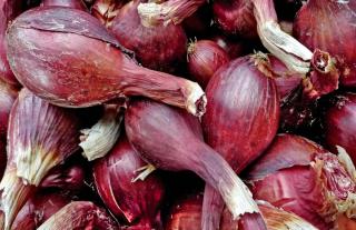 Shallot varieties