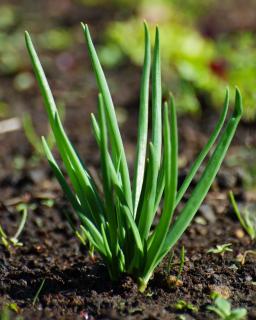 Shallot growing healthily