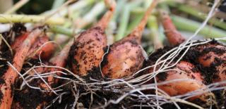 Shallot freshly pulled from the garden soil