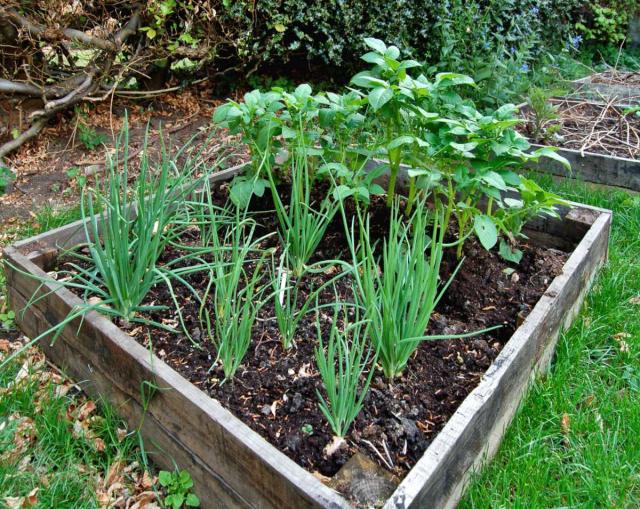 Raised garden bed with shallot and potato