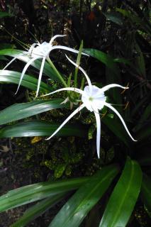 Two white spider lily flowers with thick glossy leaves.