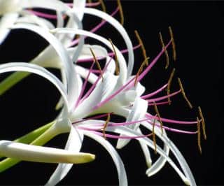 White spider lily with pink and orange stamens with a black background.