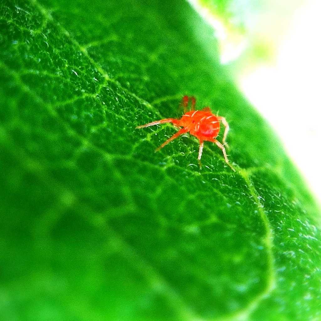 Tiny red spider mite on green leaf.