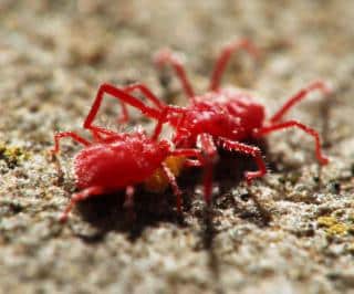 Two spider mites