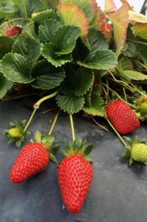 Strawberry plant with leaves and three fruits resting on a protective piece of slate.