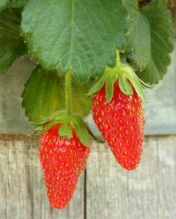 Strawberry varieties