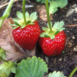 Two small but sweet-looking strawberries on a bush