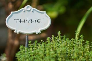 Health benefits of thyme