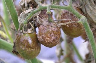 Diseased tomatoes infected with tomato blight