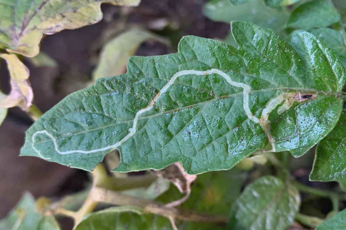 Tomato pinworm