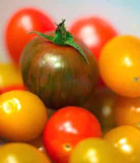 Tomato varieties