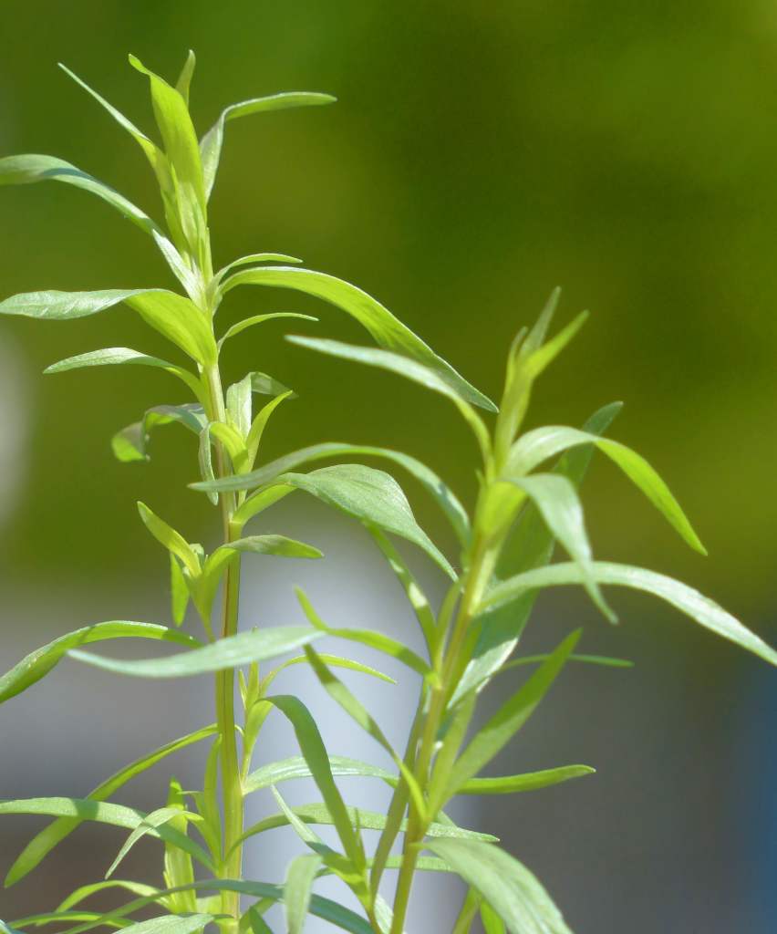 Estragão é uma das várias plantas que ajudam a tratar o inchaço.