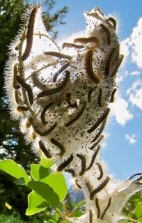 Caterpillar nest