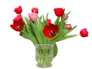 Tulip bouquet