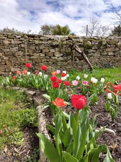 Tulip care