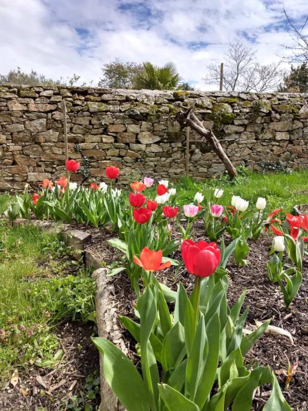 Tulip care