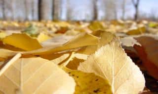 Dead birch leaves covering the ground.