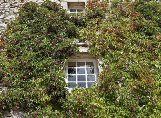 Lovely virginia creeper climbing up a stone wall with a window