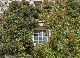 Virginia creeper pruning