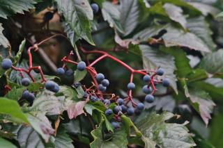 Fruits, though beautiful, are poisonous