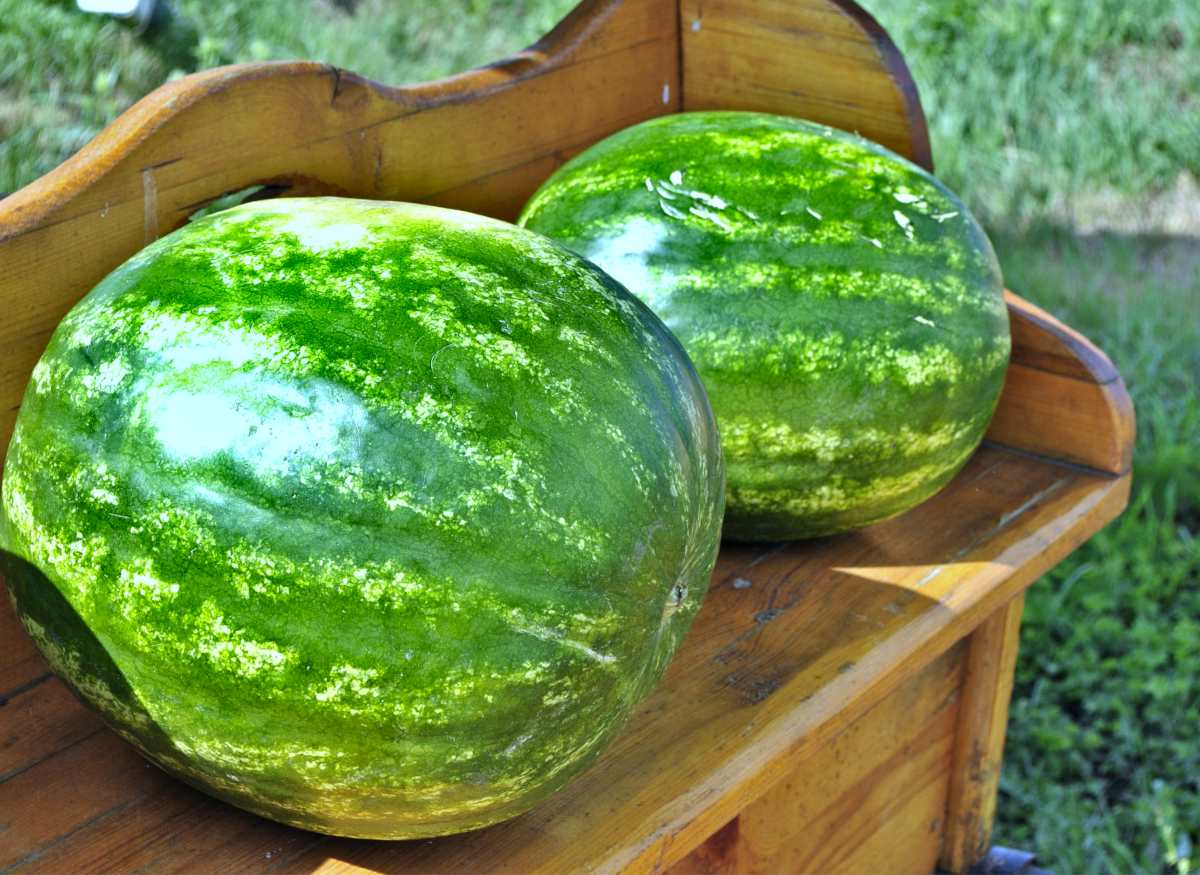 Watermelon grown and harvested