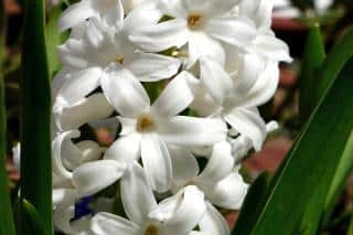 White pearl hyacinth flower