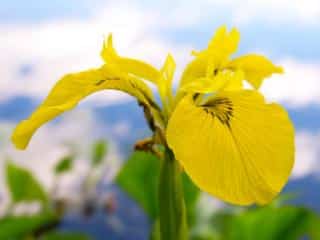 Yellow iris flower, also called marsh iris