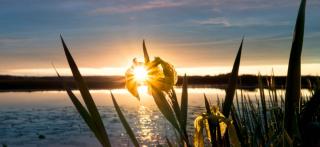 Sunset on yellow iris
