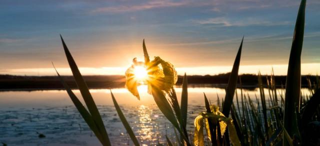 Sunset on yellow iris