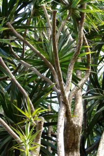 Stems weave in and out on a large dracaena marginata in the wild.
