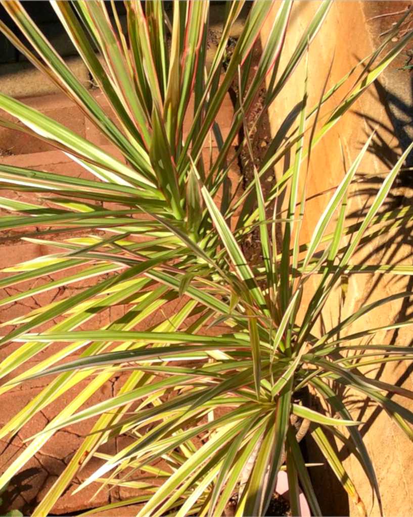 How to water dracaena marginata under full sun depends on container size and air moisture.