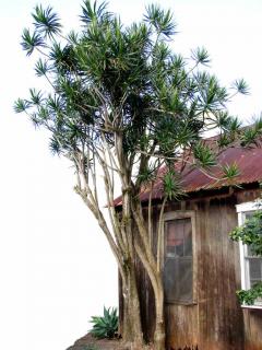 Tall Dracaena marginata