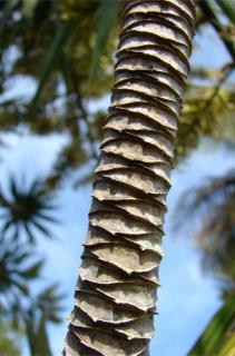 Stem of a Dracaena marginata