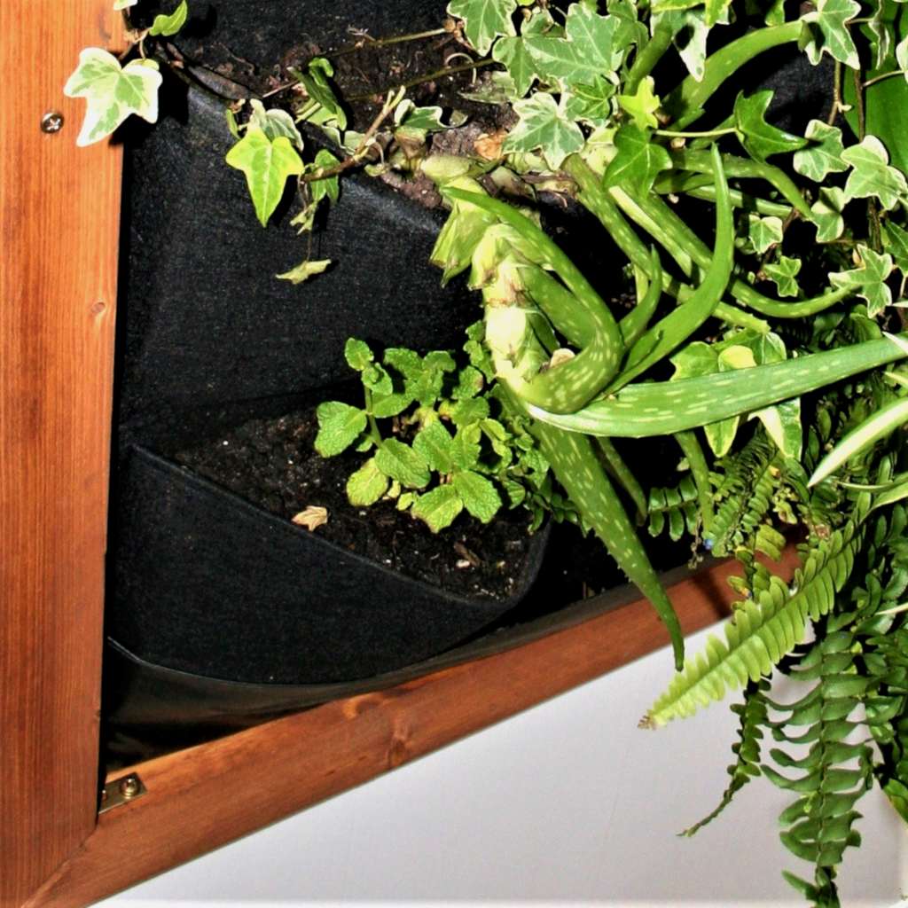 Indoor living plant frame with a few plants growing in it.