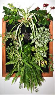 Indoor plant wall